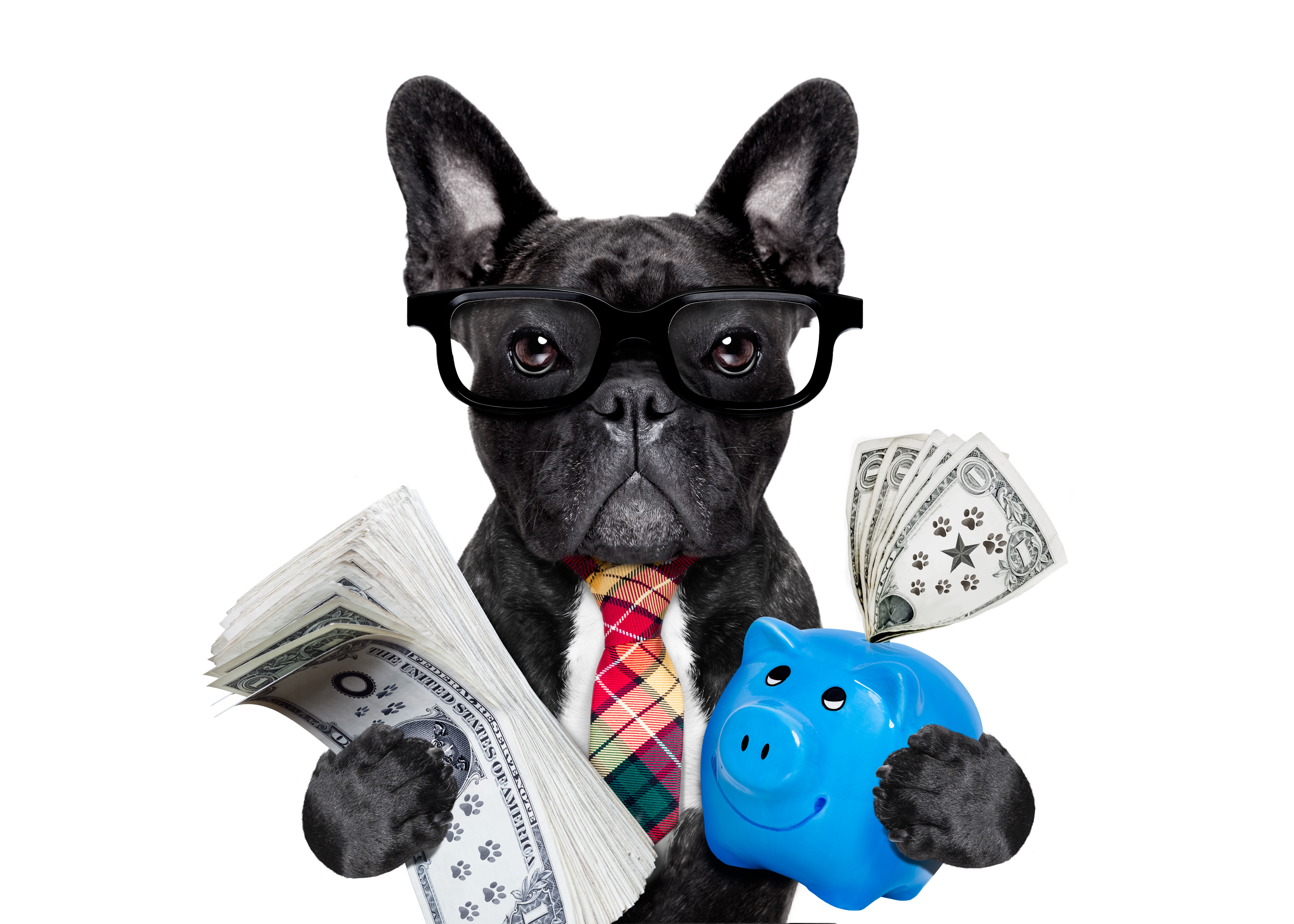 How to Start Crowdfunding for Animal Rescue?