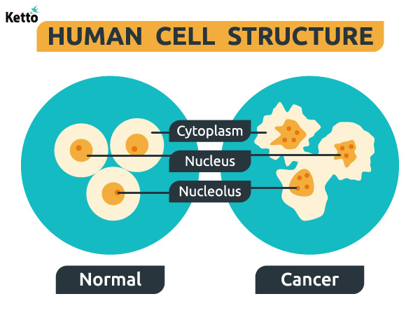 Normal and cancer cell structure